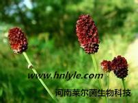 地榆皂苷I98圖片