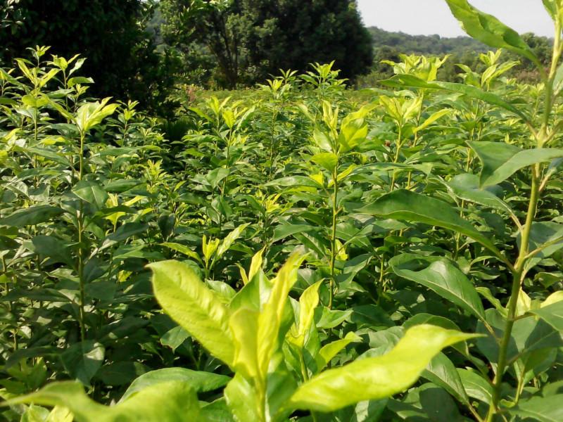 供应特价桃形李，樱桃，黄桃，水蜜桃，梨树苗图片