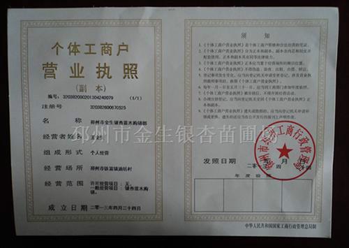 供應(yīng)20公分銀杏樹圖片