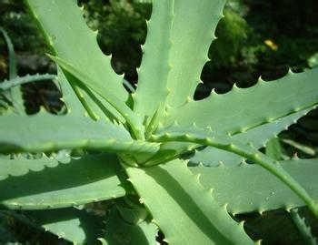 芦荟提取物图片