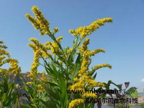 紫云英苷98黃芪苷圖片