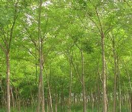 供应山西国槐，山西国槐价格，山西运城国槐种植基地