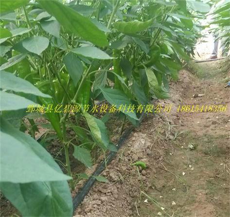 辣椒滴灌節(jié)水設(shè)備圖片