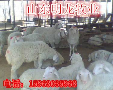 供應(yīng)小尾寒羊多少錢一只