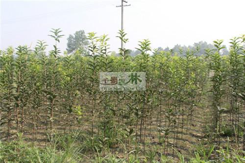 供应桂花独杆 高杆桂花 桂花图片 桂花树 八月桂花 成都桂花 图片