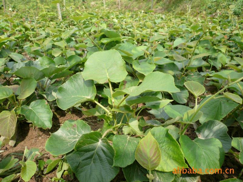 供應云南哪里能買到紅心獼猴桃苗木？云南哪里有紅心獼猴桃苗木賣？