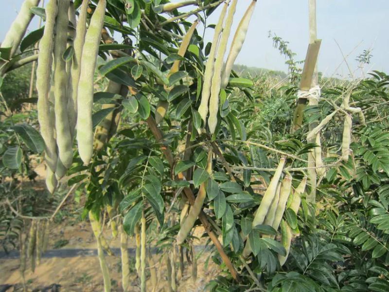 供應(yīng)質(zhì)優(yōu)牛大力種子