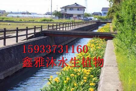 供應黃菖蒲種植公司-基地-方法