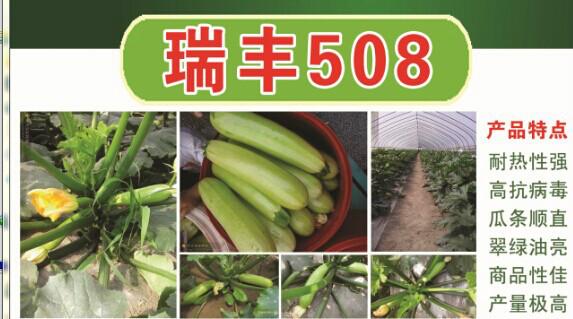 越夏耐高溫翠綠西葫蘆瑞豐508