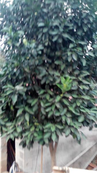 供應(yīng)香泡樹(shù)苗，苔苔桔，金桔，砂糖橘，紅美人地戶直銷