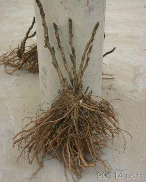 牡丹小苗批發(fā)價格，牡丹苗種植，1-3年牡丹苗優(yōu)惠銷售 牡丹小苗批發(fā)價格 出售牡丹苗