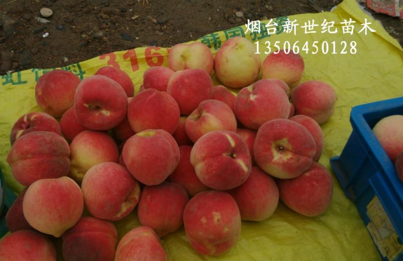 供應(yīng)湖南長(zhǎng)沙優(yōu)系紅寒露蜜桃苗，湖南長(zhǎng)沙優(yōu)系紅寒露蜜桃苗基地批發(fā)