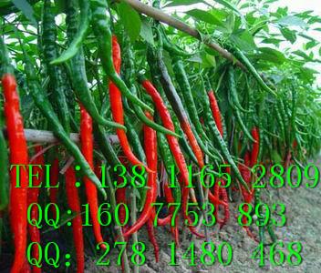 進(jìn)口辣椒種子，辣椒種子價(jià)格，天圣辣椒種子批發(fā)