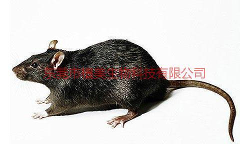 杀虫灭鼠公司、解决方案、咨询热线【东莞市植美生物科技有限公司】