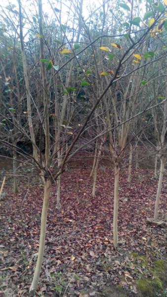 供應(yīng)速生紫薇綠化苗，紅花紫薇，原生紫薇