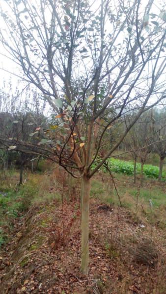 供應(yīng)速生紫薇綠化苗，紅花紫薇，原生紫薇