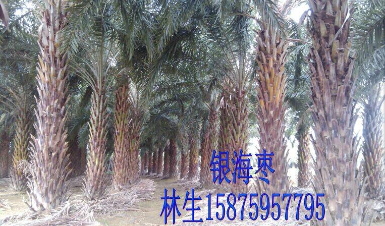 成都銀海棗圖片