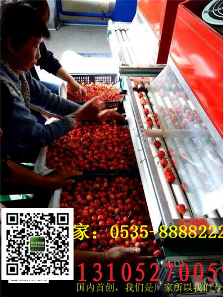 供應櫻桃選果機櫻桃無損傷直徑分級機廠