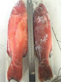 供應(yīng)特價(jià)進(jìn)口菲律賓東星斑魚