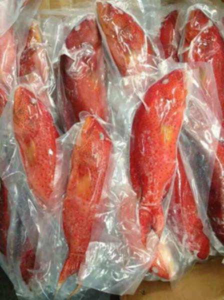 特價進(jìn)口菲律賓東星斑魚圖片