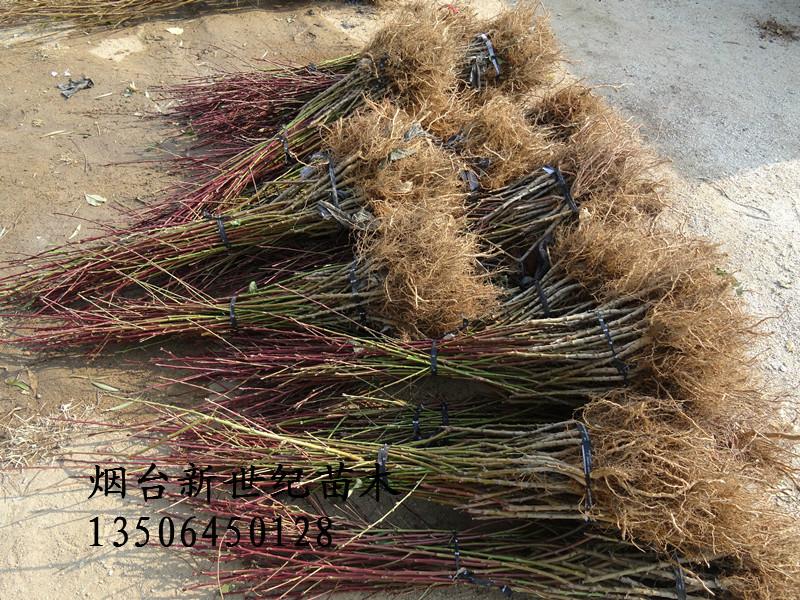 供應蓬萊優(yōu)系紅寒露蜜桃苗,優(yōu)系紅寒露蜜桃苗基地出售