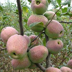 供應(yīng)盆栽木瓜海棠苗/及木瓜苗管理技術(shù)