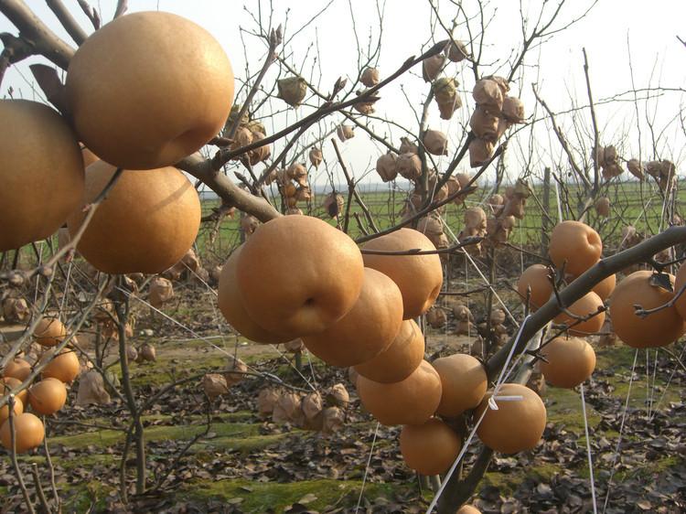 供應(yīng)金秋香梨苗-晚秋黃梨苗-綠寶石梨苗-愛(ài)宕梨苗等