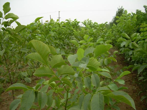 供應(yīng)煙臺核桃苗待出售，煙臺核桃實生苗，煙臺核桃苗量大優(yōu)惠