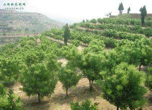 供應(yīng)山西雙季槐種苗