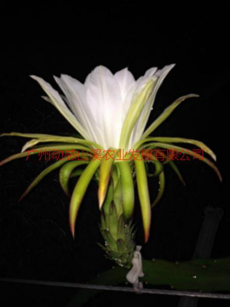 供應(yīng)廣州高產(chǎn)金都傳說(shuō)，廣州高產(chǎn)金都傳說(shuō)供應(yīng)商，廣州高產(chǎn)金都傳說(shuō)批發(fā)