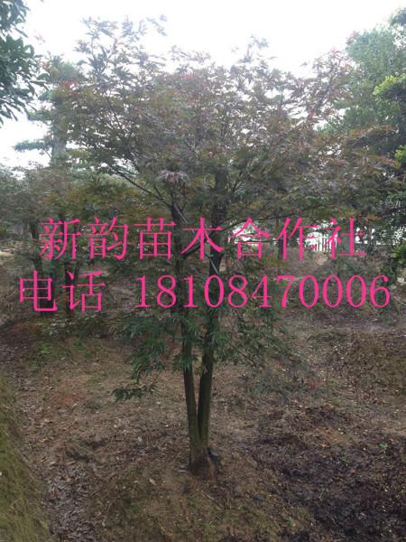 供應(yīng)日本紅楓,美國紅楓,紅楓樹樁