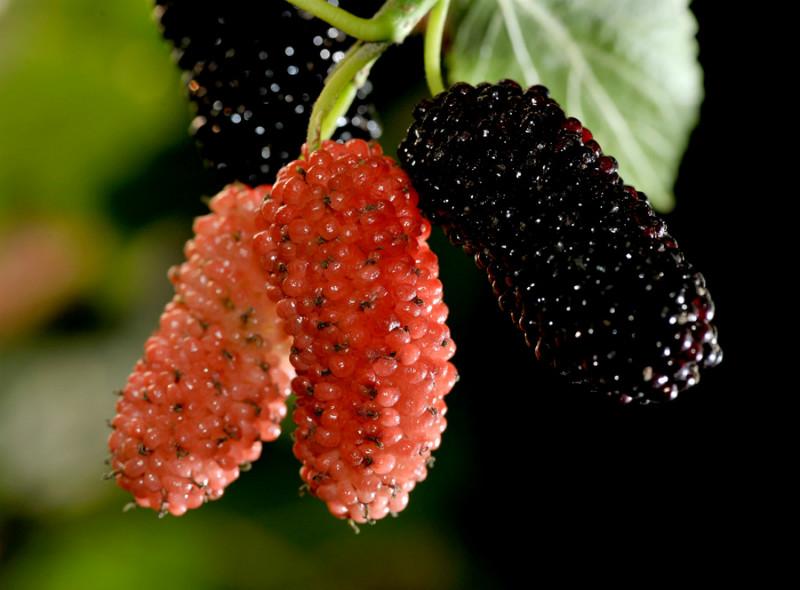 供應(yīng)威海桑葚苗產(chǎn)地，威海果桑苗基地批發(fā)，威海桑葚苗供貨商