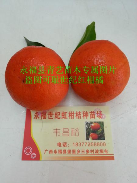 世紀紅柑橘果苗價格圖片
