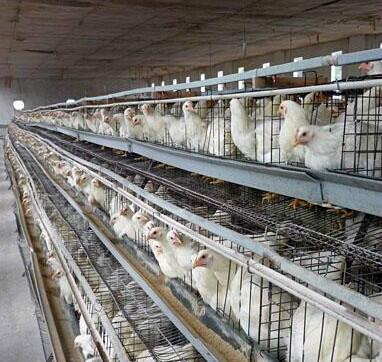 供應海蘭灰青年雞海蘭灰青年雞廠家