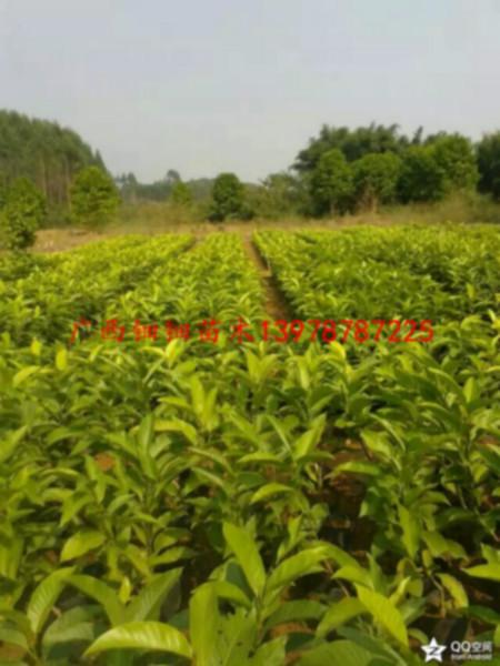 供應黃葛蘭小苗嫁接育苗技術(shù)