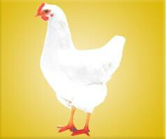 供應海蘭灰青年雞海蘭灰青年雞廠家