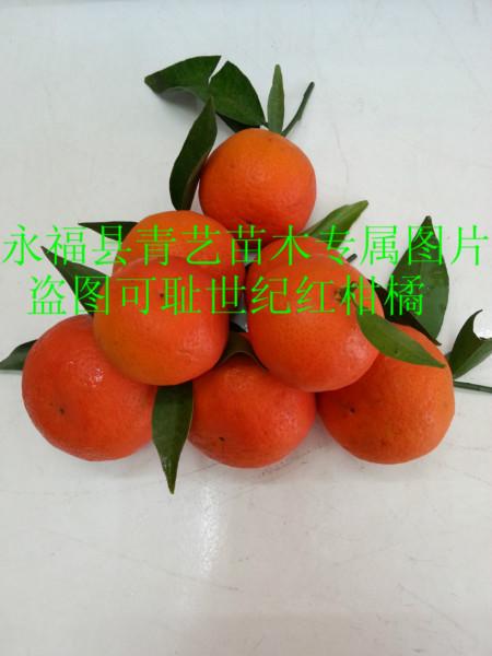 供應(yīng)華南世紀紅柑橘果苗種植園