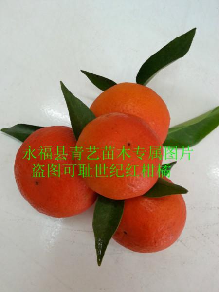 世紀紅柑橘果苗報價圖片