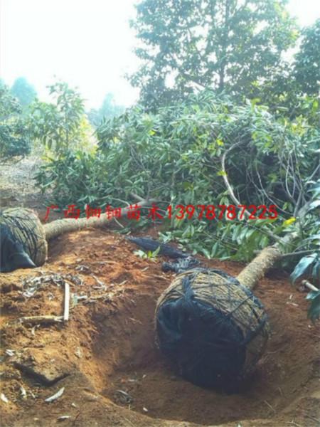 供應12-15公分黃桷蘭地苗全冠移栽技術(shù)