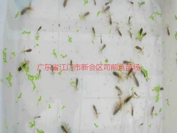 供應(yīng)云浮羅非魚苗魚花批發(fā)
