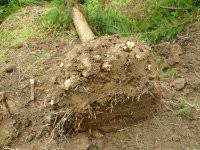 供應(yīng)胸徑5公分柳杉樹/米徑5公分柳杉樹苗