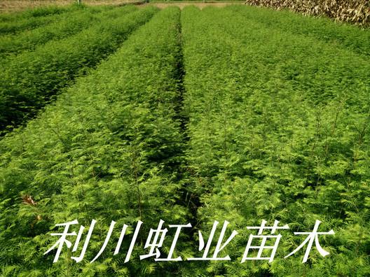 供應(yīng)30公分水杉苗/40公分水杉苗/水杉苗價(jià)格