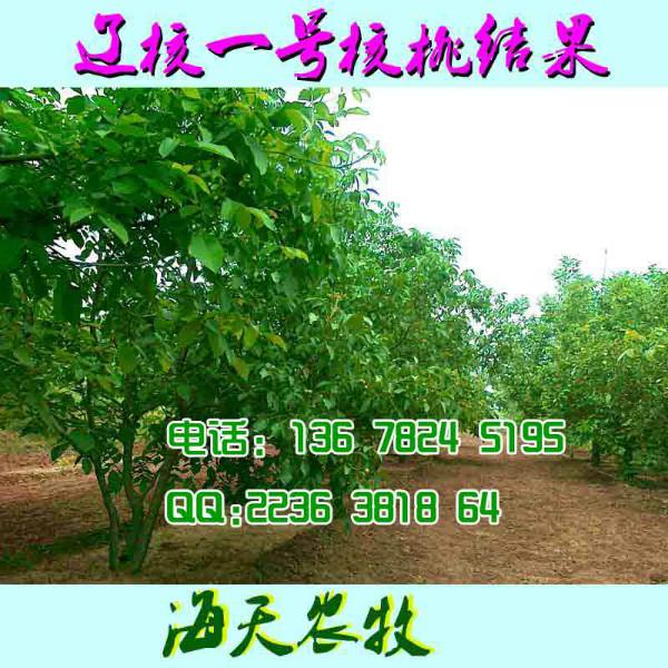 核桃生長環(huán)境圖片