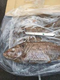 新西蘭銀綢魚(yú)圖片/新西蘭銀綢魚(yú)樣板圖 (4)