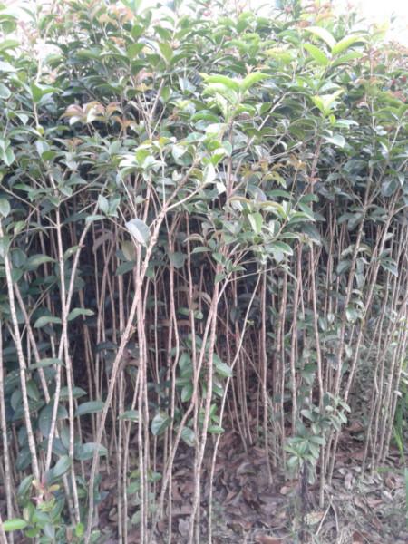 供應(yīng)河南桂花小苗哪里買*