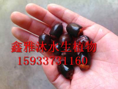 供應(yīng)蓮子批發(fā)廠家，*蓮子種子