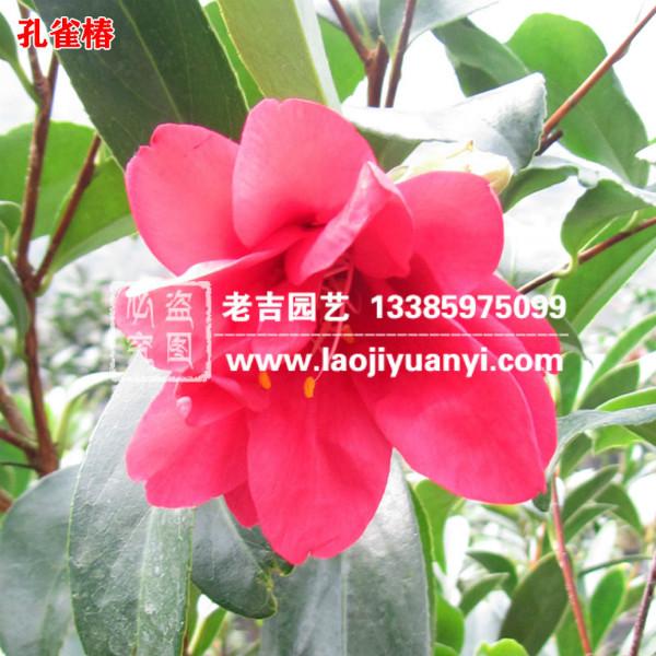 供应老吉园艺供应--【孔雀椿】福建永福【孔雀椿茶花】等百余种精品茶花苗