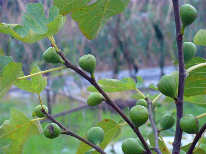 供應(yīng)激光裁床機(jī)切割速度快、效率高、成本低、操作安全和性能穩(wěn)定