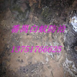 番禺專業(yè)滅白蟻公司圖片