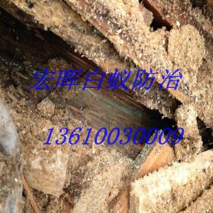 供應(yīng)新港街道白蟻防治中心，新港街道白蟻防治電話，新港街道滅白蟻*